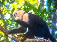 white faced monkey at hotel manglares puerto jimenez 
 - Costa Rica