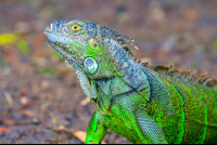        Green Iguana Profile Palo Verde National Park
  - Costa Rica