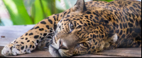 Jaguar Lying Down Face Parque Simon Bolivar San Jose
 - Costa Rica