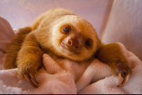        Baby Two Toed Sloth Rescue Center
  - Costa Rica