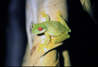        san gerardo red eyed tree frog 
  - Costa Rica