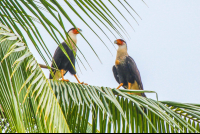 Falcons Perched On A Coconut Tree Branch
 - Costa Rica