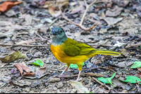 Yellow Bird Eating Ants
 - Costa Rica