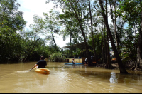 manglar isla mangrove kayak going back 
 - Costa Rica