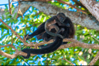 howler monkey cabo blanco 
 - Costa Rica