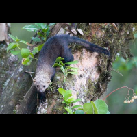        tayra on tree trunk
  - Costa Rica
