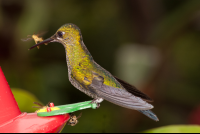 hummingbird waterfall gardens 
 - Costa Rica