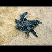        baby leatherback sea turtles playa bonita limon
  - Costa Rica