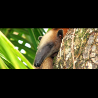        corcovado anteater 
  - Costa Rica