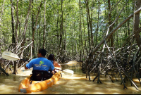 manglar isla mangrove kayak white mangroves 
 - Costa Rica