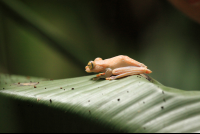 turtle beach lodge tree frog 
 - Costa Rica