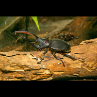        hercules beetle on trunk monteverde
  - Costa Rica