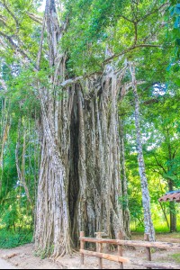        cabuya strangler fig tree 
  - Costa Rica