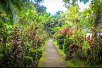 Manglares Hotel Pathways
 - Costa Rica