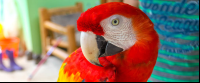        Scarlet Macaw Close Up at a Refuge
  - Costa Rica