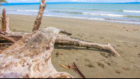 Tamales Beach Logs
 - Costa Rica