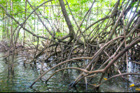 Sierpe Manglar Forest Exposed Roots
 - Costa Rica