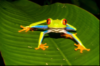        Red Eye Green Tree Frog Tortuguero  Edit
  - Costa Rica
