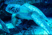 Green Sea Turtle On The Bottom Of The Ocean Cocos Island
 - Costa Rica