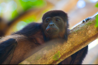        Howler Monkey Face Nosara Reserve  Edit
  - Costa Rica