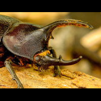        hercules beetle closeup monteverde
  - Costa Rica
