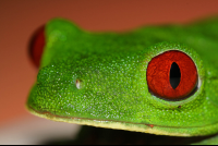        tree frog playa nicuesa 
  - Costa Rica