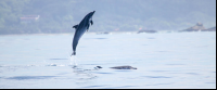 dolphin mid air 
 - Costa Rica
