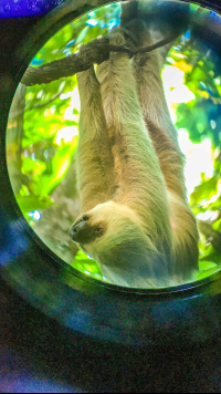       Sloth Hanging On Tree Manuel Antonio National Park
  - Costa Rica