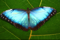 Butterfly Waterfallgardens Morpho
 - Costa Rica