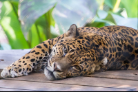 Jaguar Lying Down Face Full Image Parque Simon Bolivar San Jose
 - Costa Rica