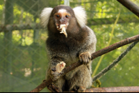 kids saving the rainforest attraction marmoset 
 - Costa Rica