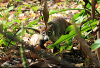        Carara National Park Coati Roaming Around
  - Costa Rica
