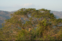        nosara biological reserve tree 
  - Costa Rica