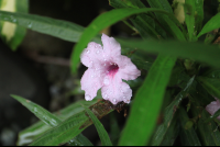        los almendros purple flower 
  - Costa Rica