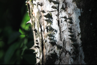        spikes on spiny cedar
  - Costa Rica