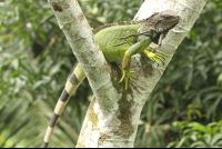        Green Iguana On Top Of A Tree Branch At Gringo Curts Restaurant
  - Costa Rica