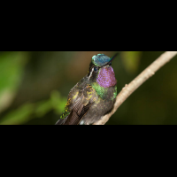        hummingbird monteverde
  - Costa Rica
