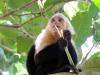        manuel antonio national park attraction capuchin 
  - Costa Rica