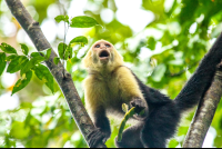        White Face Monkey Eating Fruit San Pedrillo Ranger Station
  - Costa Rica