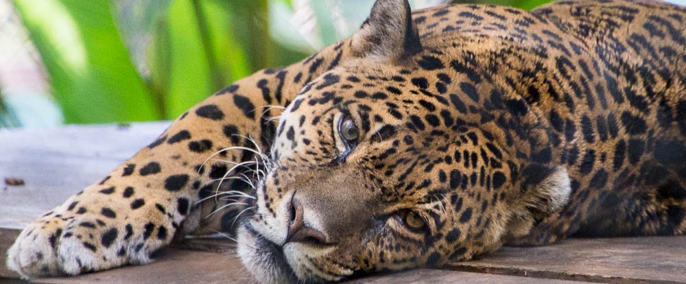 jaguar lying down face parque simon bolivar san jose
 - Costa Rica