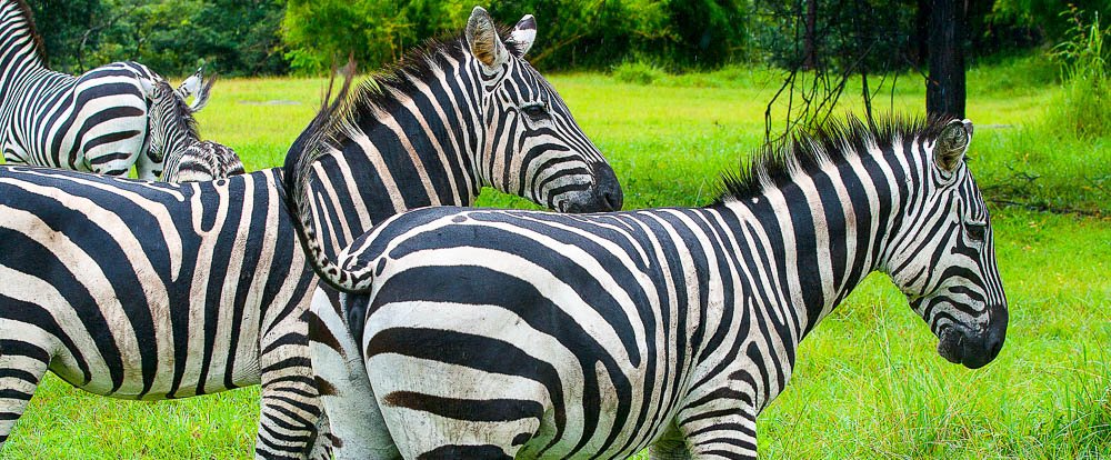 chapman zebra africa mia liberia 
 - Costa Rica