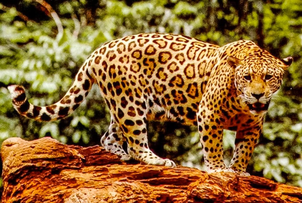        jaguar
  - Costa Rica