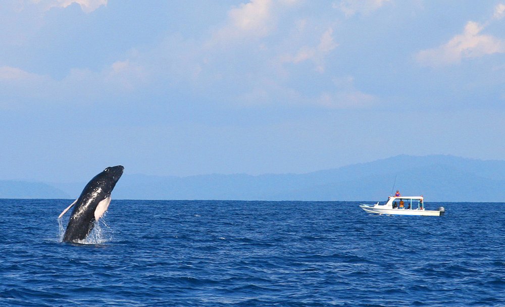 whale watching tour breeching whale 
 - Costa Rica