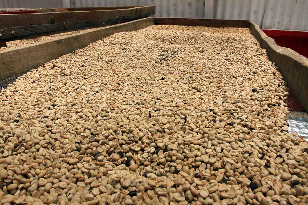       helaconia ranch coffee beans 
  - Costa Rica