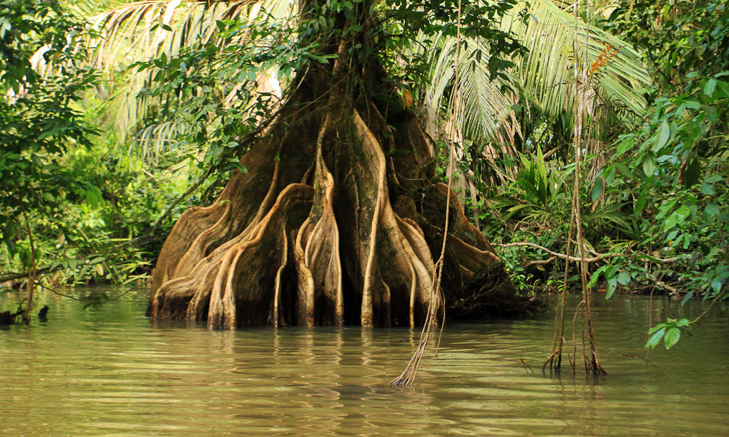        how conservation saved tortuguero blog buttresses 
  - Costa Rica