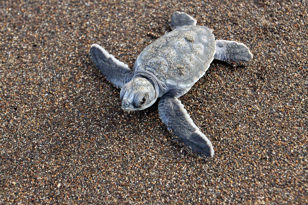        how conservation saved tortuguero blog baby turtle 
  - Costa Rica