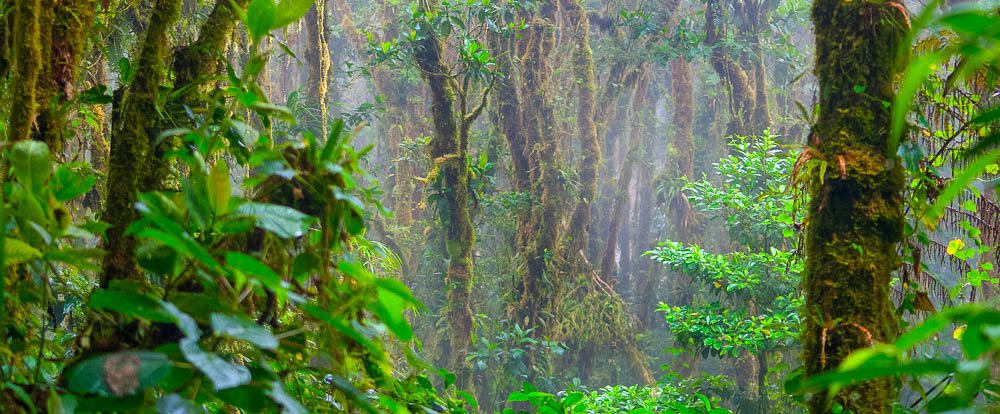 forest monteverde reserve trees in the fog
 - Costa Rica