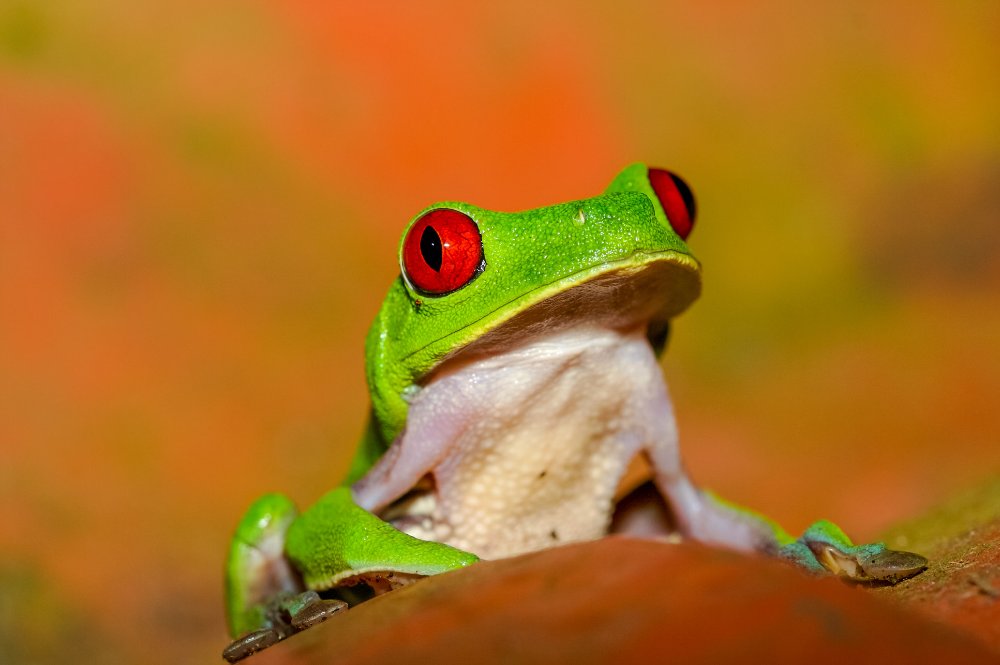       red eye green tree frog playa nicueza 
  - Costa Rica