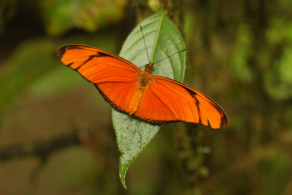        orange butterfly sueno azul
  - Costa Rica