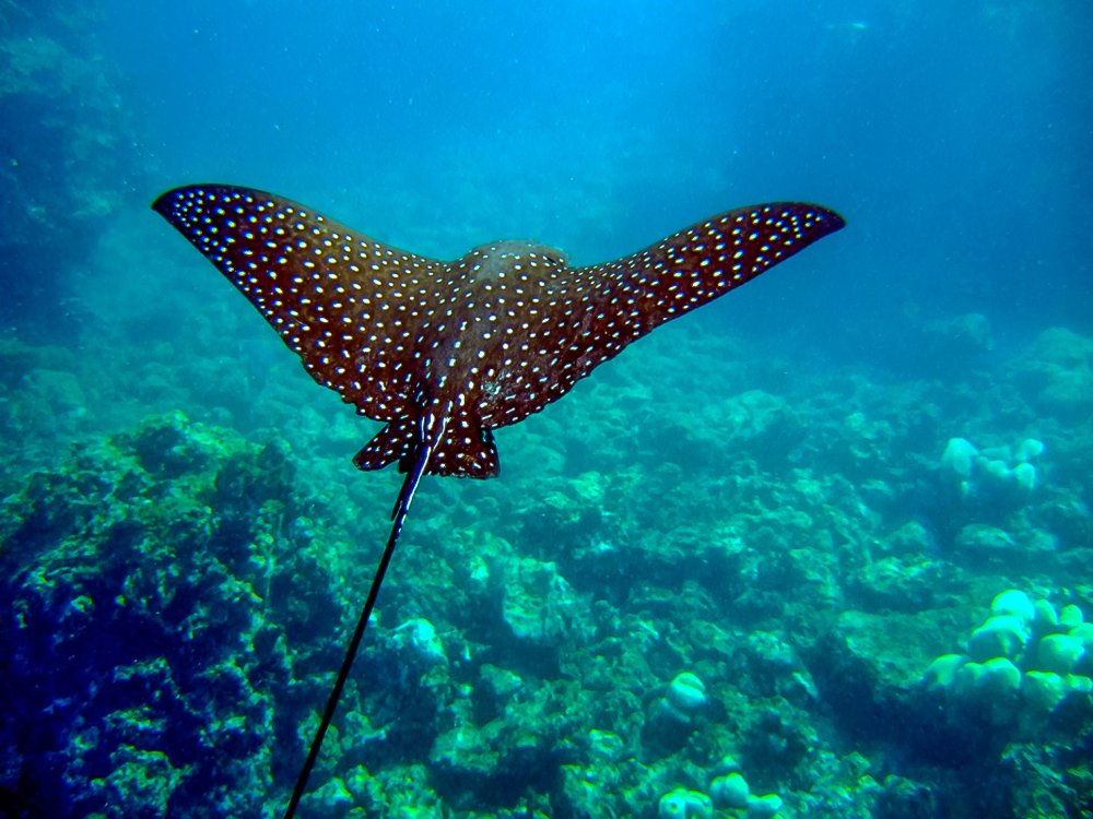 spotted eagle ray
 - Costa Rica